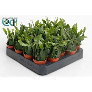 Rhipsalis Crispata