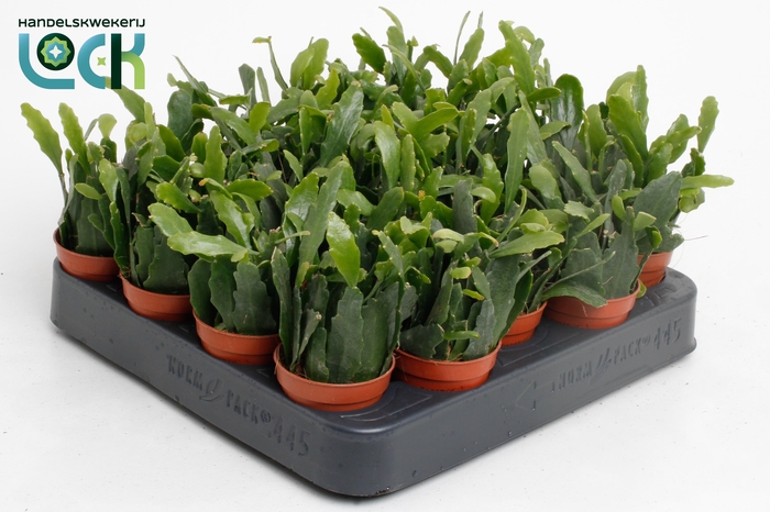 <h4>Rhipsalis Crispata</h4>