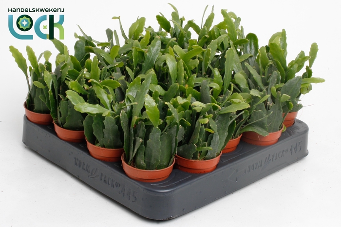 <h4>RHIPSALIS OV</h4>