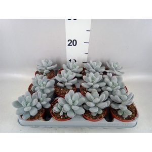 Pachyphytum oviferum