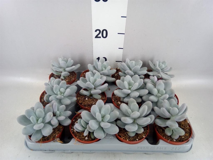 <h4>Pachyphytum oviferum</h4>