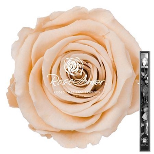 60cm Stem Cha01