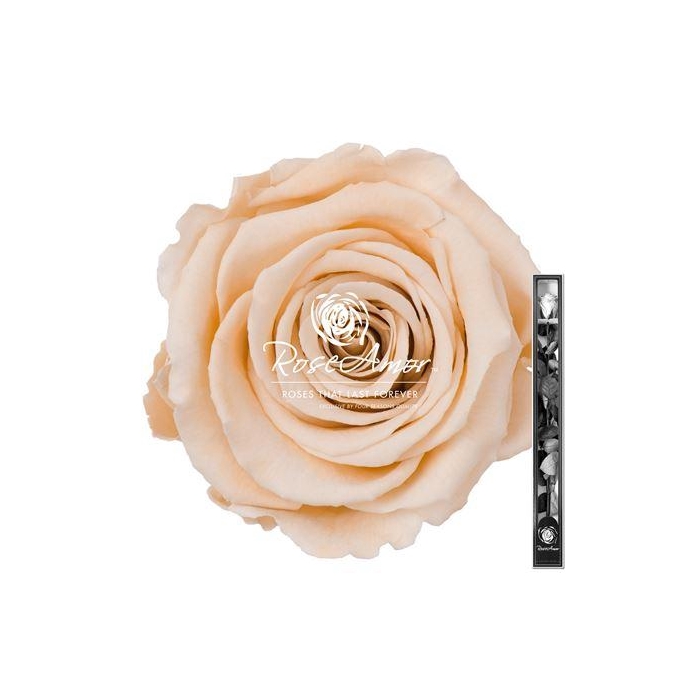 <h4>60cm Stem Cha01</h4>