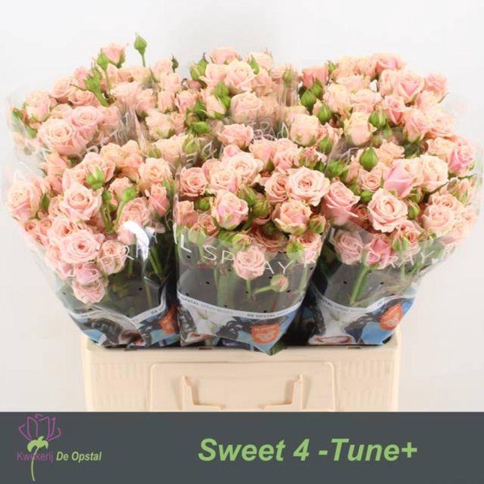 <h4>Rosa spray sweet 4 tune</h4>