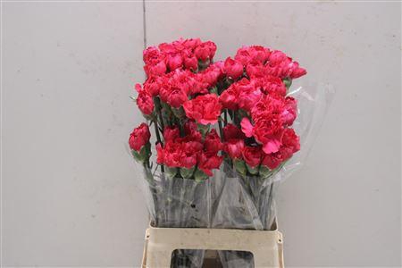 <h4>Di St Southern Cross</h4>