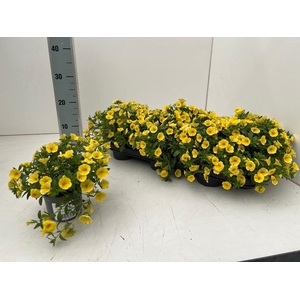 CALIB CA YELLOW
