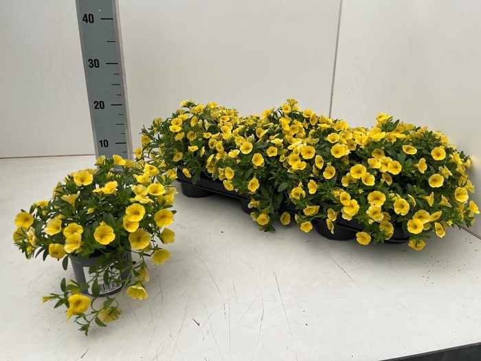 <h4>CALIB CA YELLOW</h4>