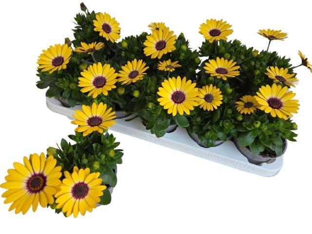 <h4>OSTEO TROPIC SUN</h4>