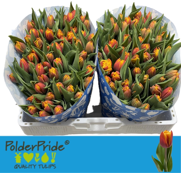 <h4>Tu Du Atlas</h4>