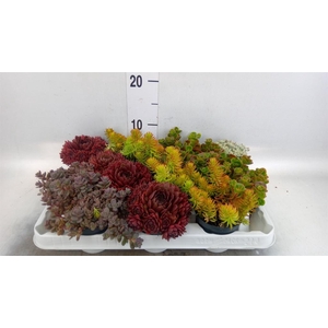 Sedum   ...