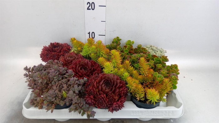<h4>Sedum   ...</h4>