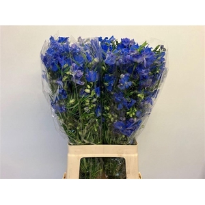 DELPH EN ENERGY BLUE