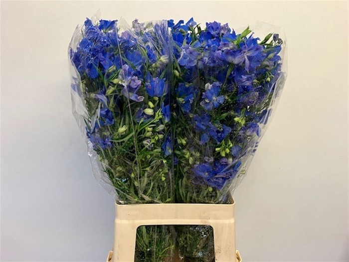 <h4>DELPH EN ENERGY BLUE</h4>