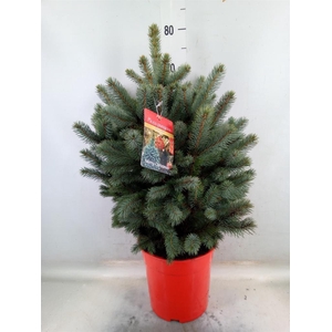 Picea pungens 'Super Blue'