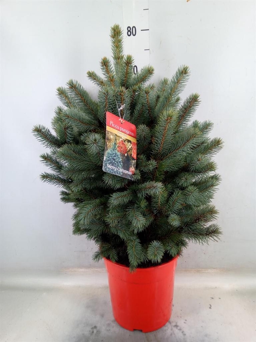 <h4>Picea pungens 'Super Blue'</h4>