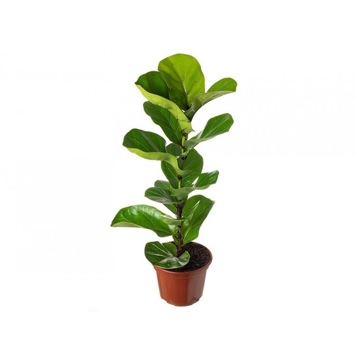 <h4>FICUS LYRATA BAMBINO P17 COMPACTO</h4>