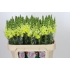 Antirrhinum Opus Yellow