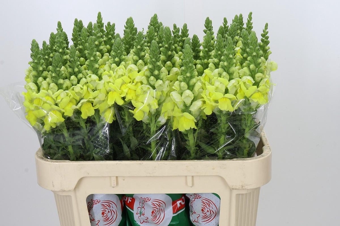 <h4>Antirrhinum Opus Yellow</h4>