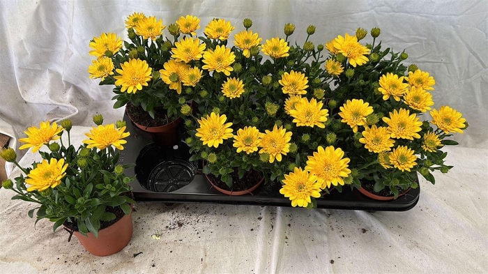 arr8 Osteo 3d Deep Sun