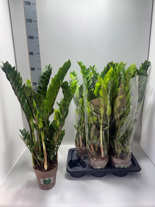 <h4>ZAMIO ZAMIIFOLIA</h4>