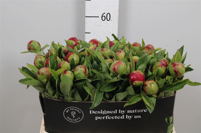 <h4>Paeo Red Charm</h4>