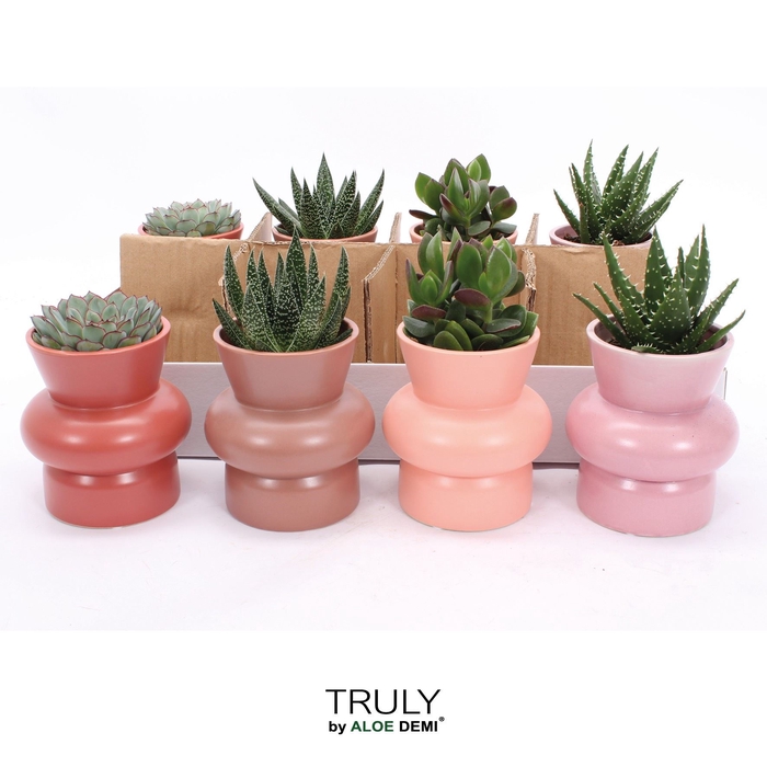 Succulents   ...