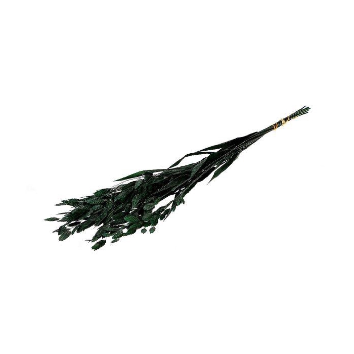 <h4>Bunch Chasmantium Pres. 80g L70</h4>