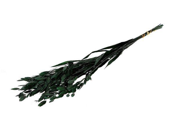 Bunch Chasmantium Pres. 80g L70