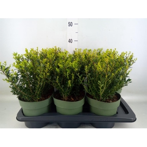 Ilex crenata 'Jenny'