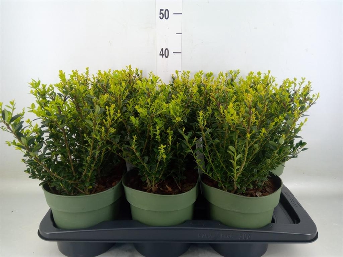 <h4>Ilex crenata 'Jenny'</h4>