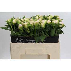 Paeonia Princess Bride