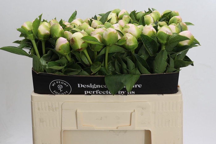 Paeonia Princess Bride