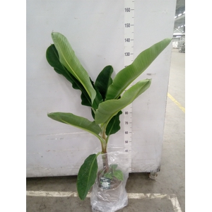 Musa  'Dwarf Cavendish'