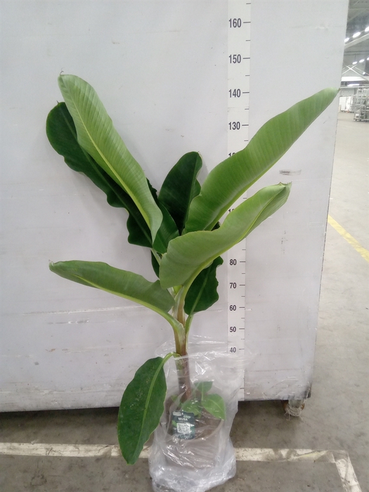 <h4>Musa  'Dwarf Cavendish'</h4>