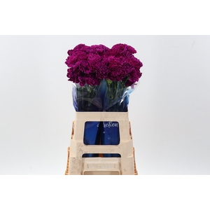 Di St Nobbio Violet hi 60cm