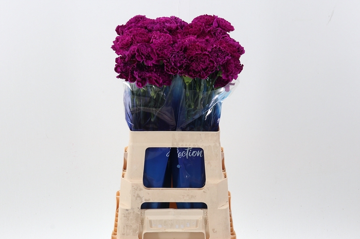 <h4>Di St Nobbio Violet hi 60cm</h4>