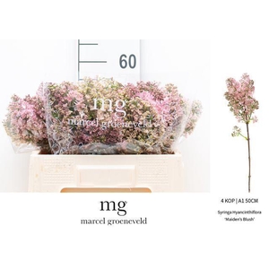 SYR HY MAIDENS BLUSH