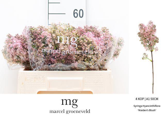 <h4>SYR HY MAIDENS BLUSH</h4>