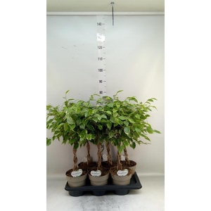 Ficus benja. 'Golden King'