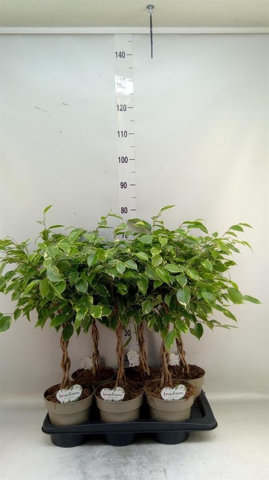 <h4>Ficus benja. 'Golden King'</h4>