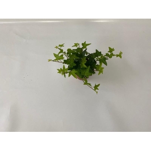 Hedera He Jacobine beperkt leverbaar