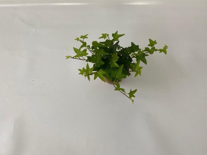 <h4>Hedera He Jacobine beperkt leverbaar</h4>