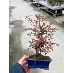cotoneaster