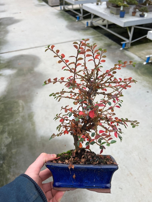 <h4>cotoneaster</h4>