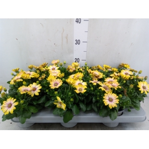 Osteospermum  'Senorita Bonita'