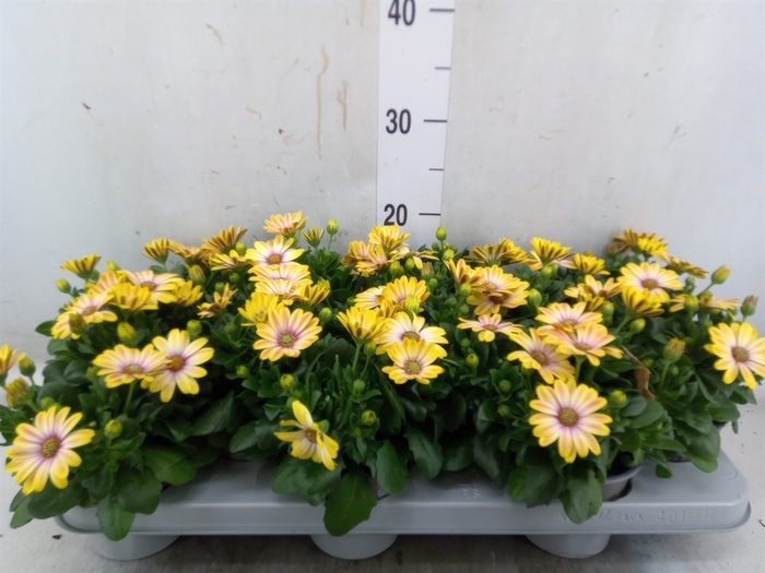 <h4>Osteospermum  'Senorita Bonita'</h4>