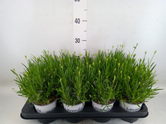 <h4>Lavandula interm. 'Edelweiss'</h4>