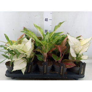 Aglaonema   ...