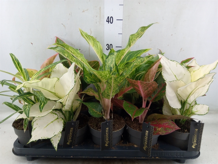 <h4>Aglaonema   ...</h4>