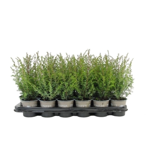 Juniperus communis Suecica